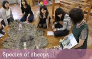 Species of sheeps