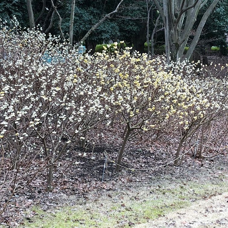 三椏の群生