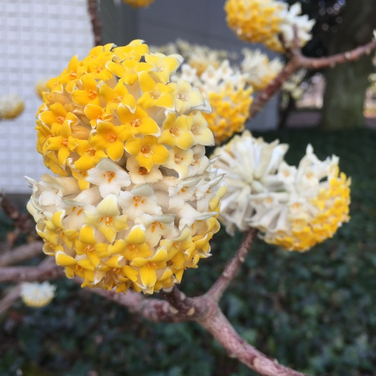 三椏の花